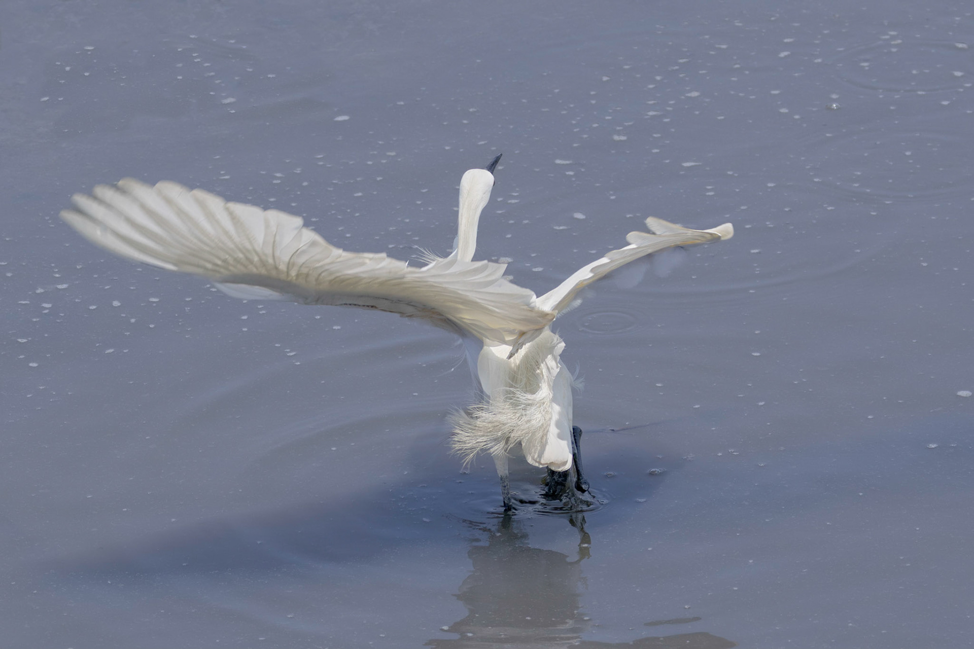 Snowy egret 19, Huntington Beach State Park, SC