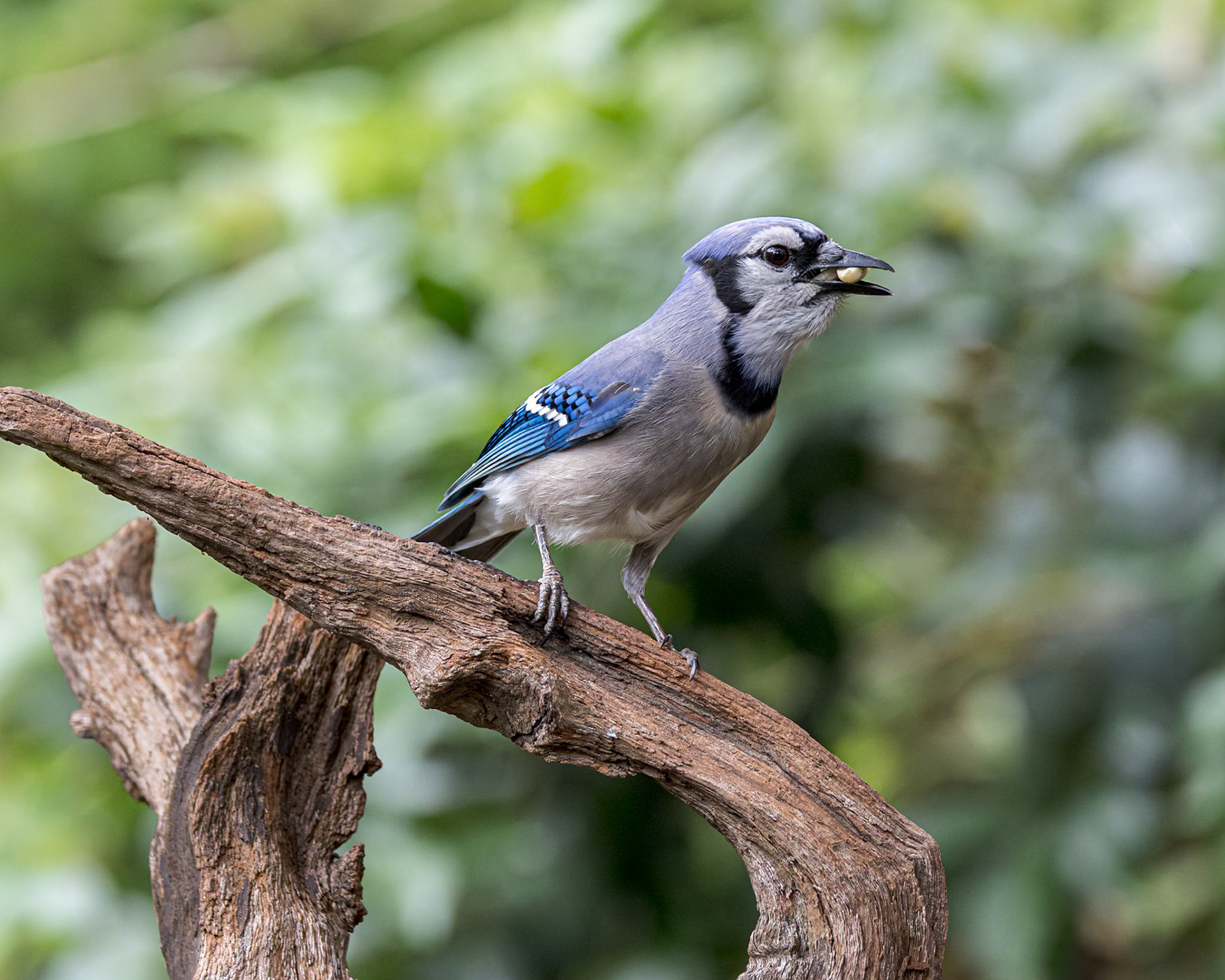Bluejay 2, The Nut House, Clemson, SC