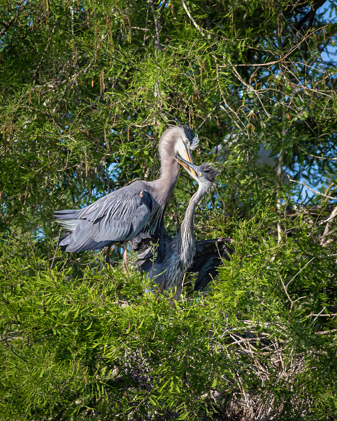 Great blue heron 93, Magnolia Plantation and Gardens, SCAIR 42