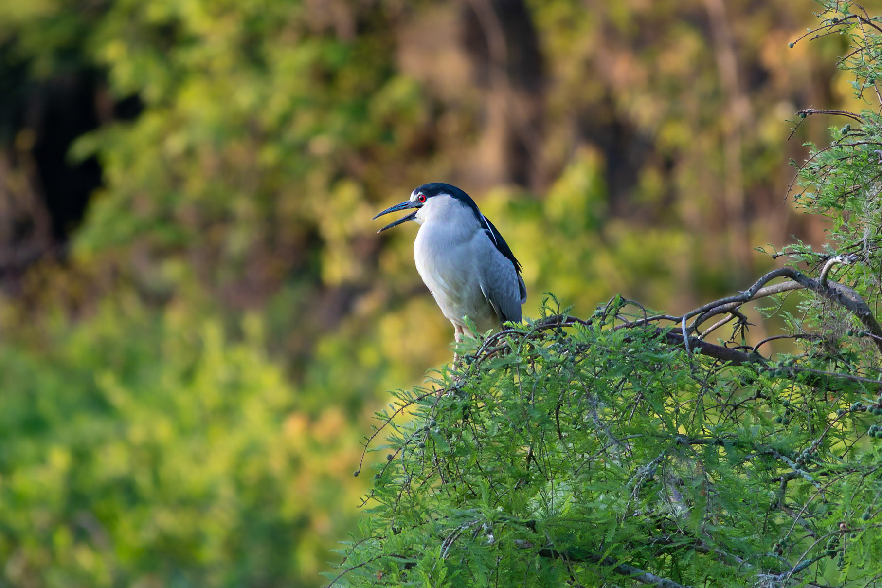 Black crowned night heron 1, Magnolia Plantation and Gardens, Audubon Swamp Garden, SCAIR 17