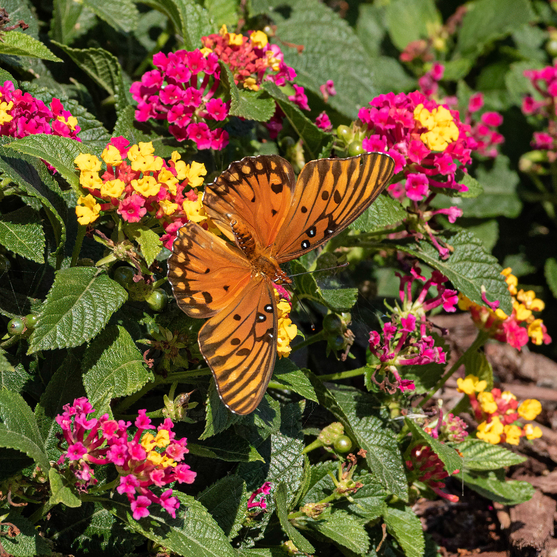 Gulf Fritillary 2, OIB east end
