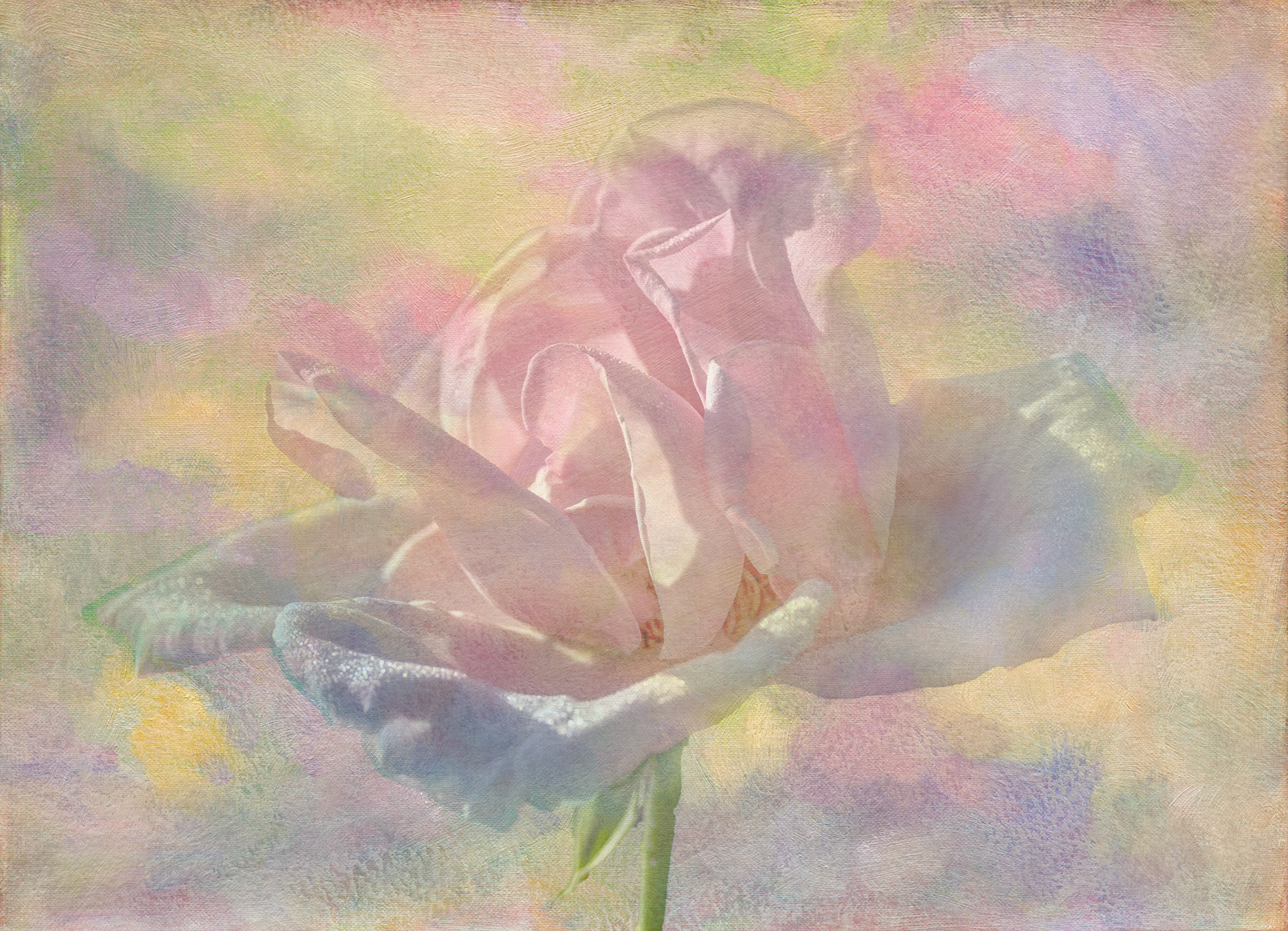 Rose 42, New Hanover County Arboretum