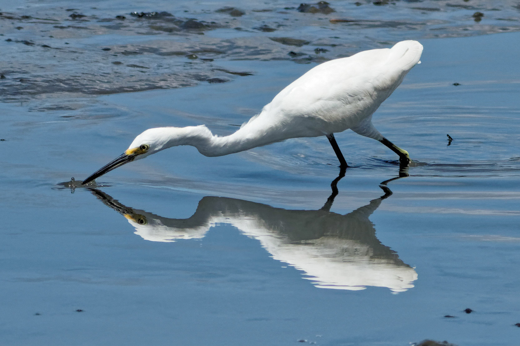 Egret Reflection 4, OIB Chapel Gazebo
