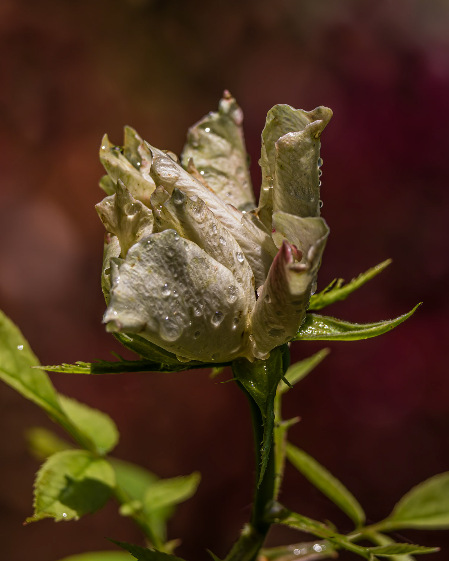 Rose 5, Brunswick County Botanical Gardens