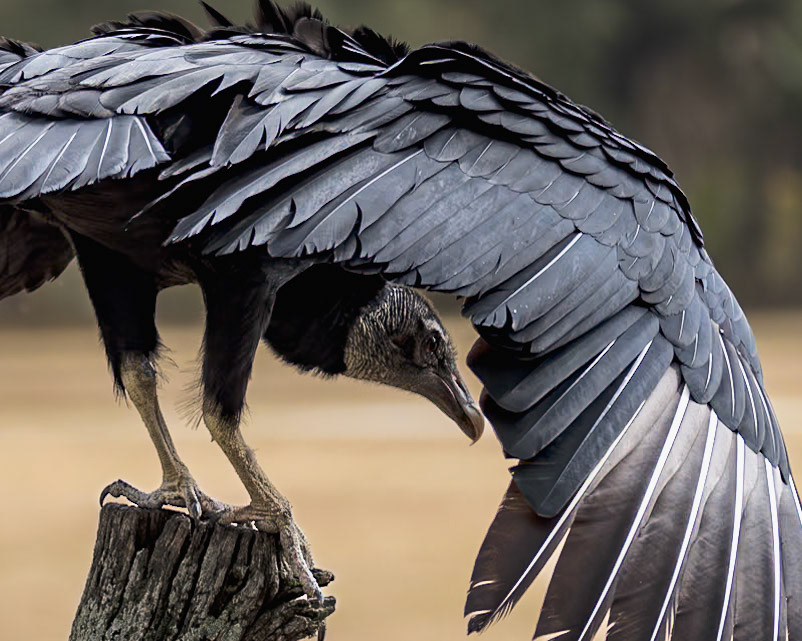 Black vulture 2, Center for Birds of Prey, Awendaw, SC
