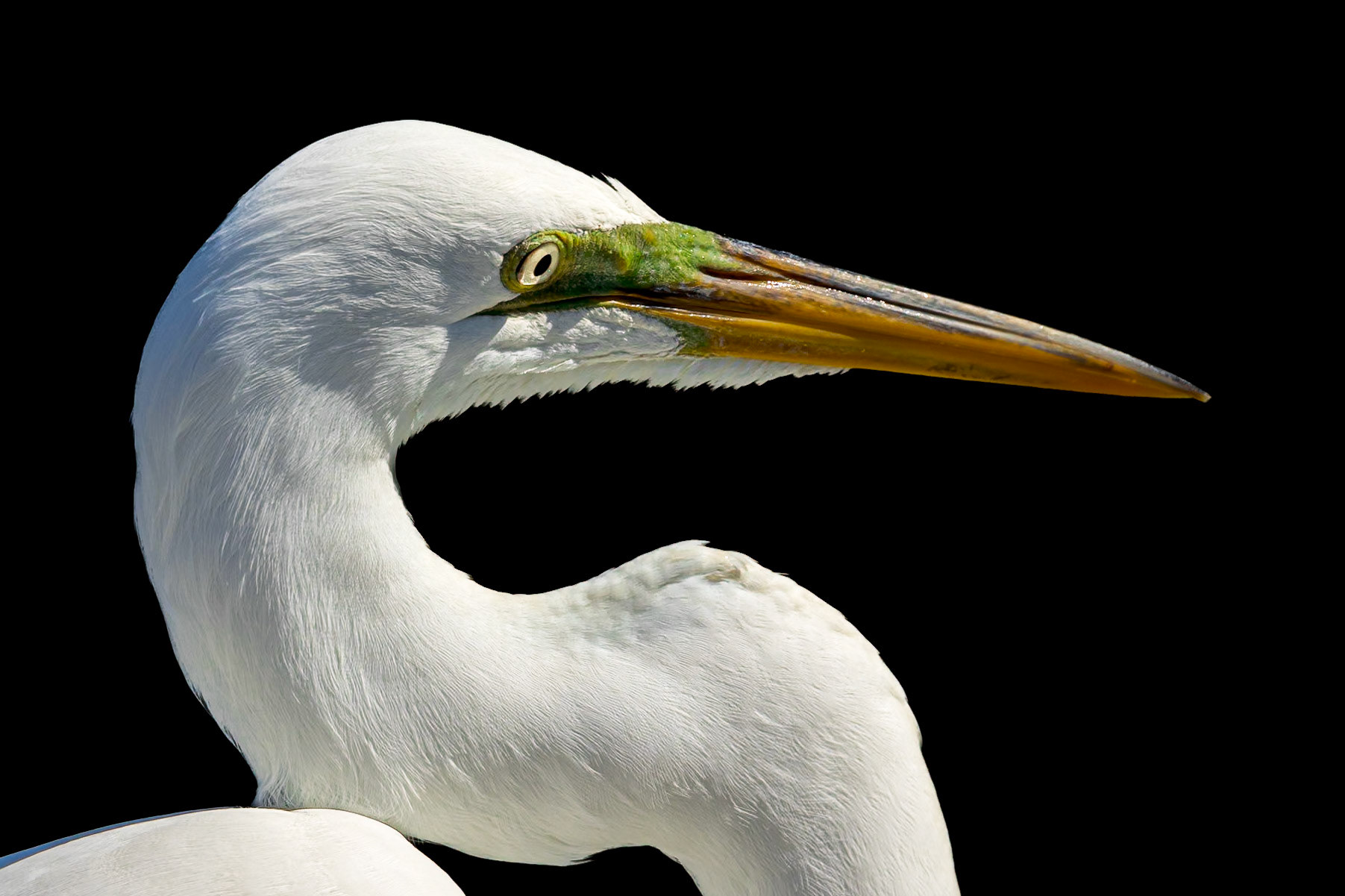 Great egret 103, Huntington Beach State Park