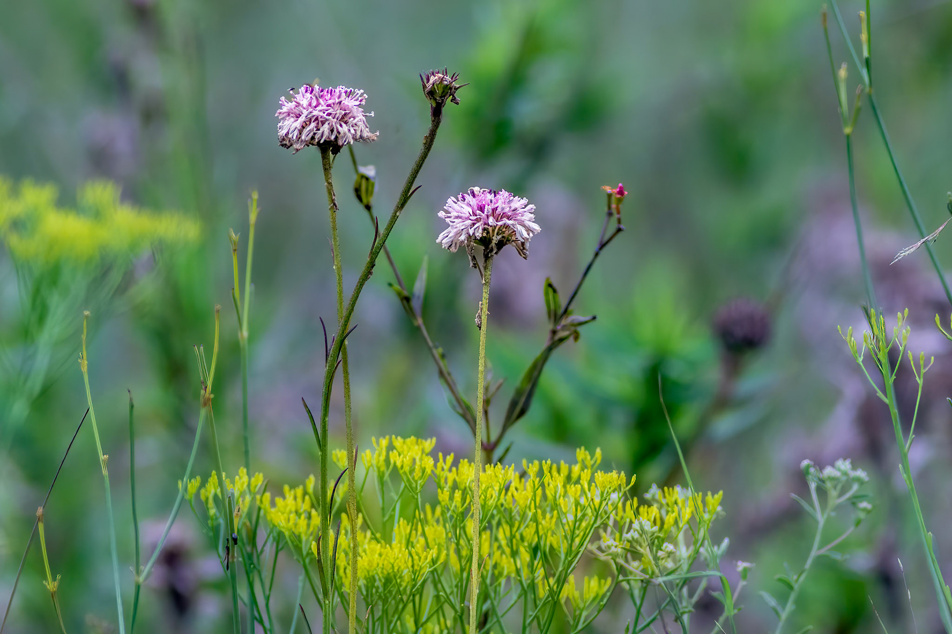 Grassleaf Barbara's-Buttons 2, Green Swamp Area
