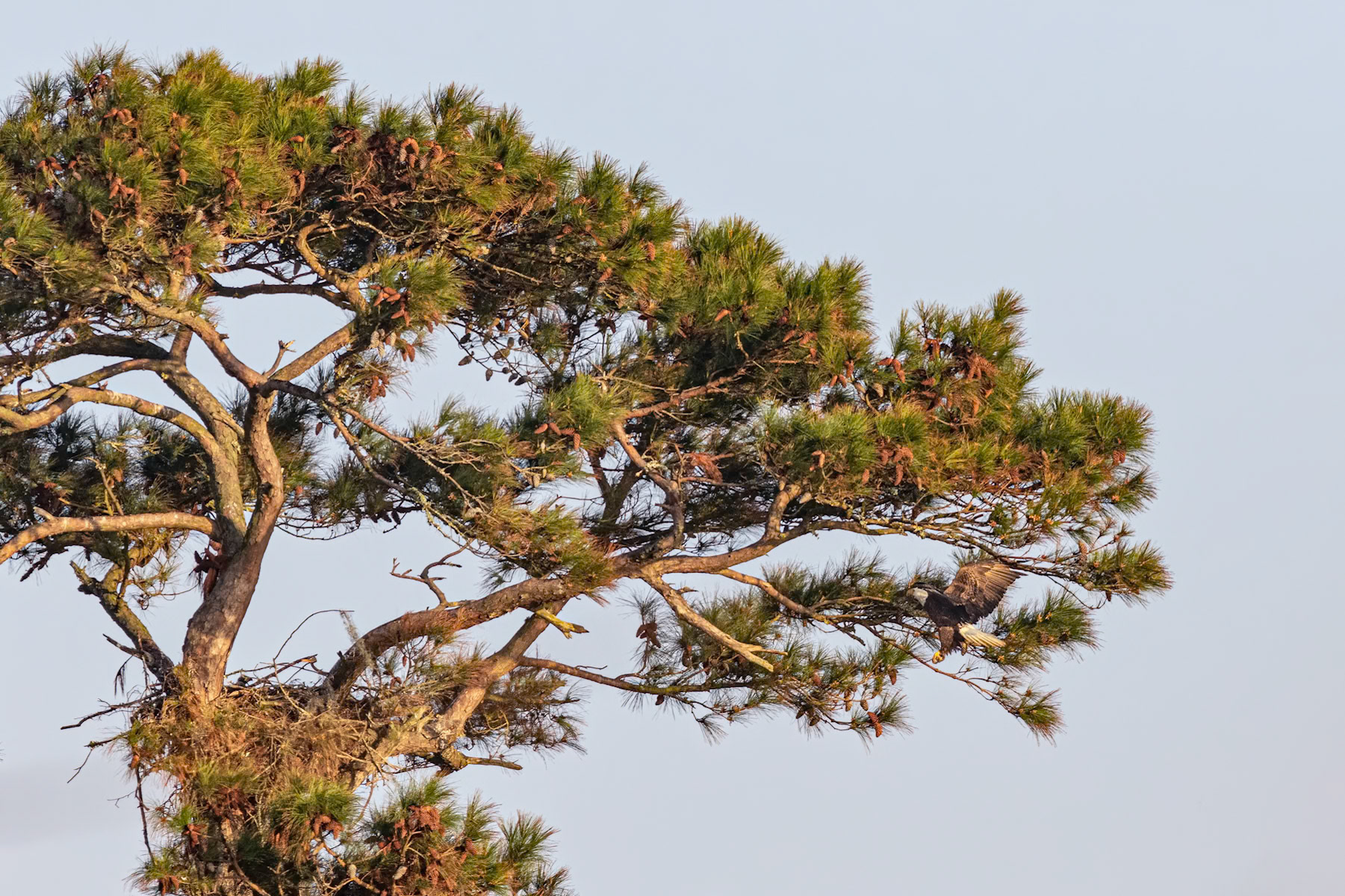 Bald Eagle 42, Carl Bazemore Platform, Sunset Beach