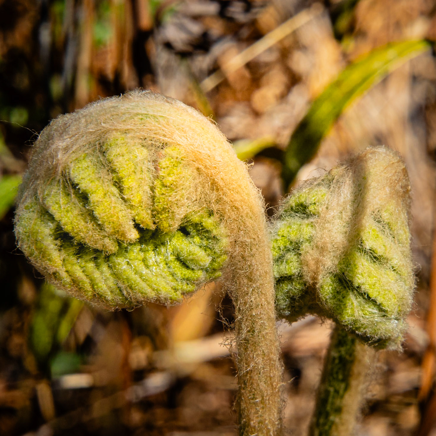Cinnamon fern 1, Green Swamp Preserve