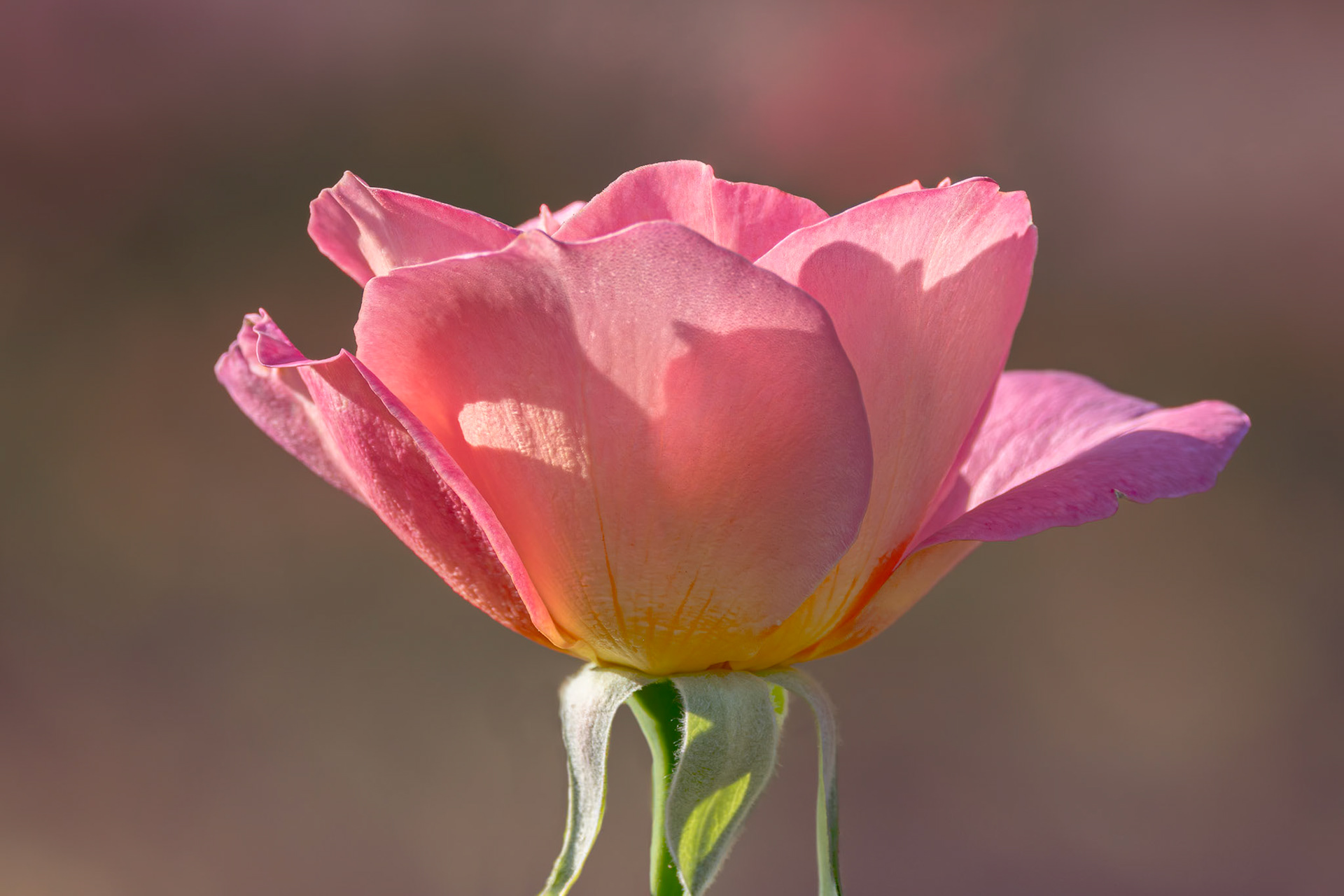 Rose 43, New Hanover County Arboretum