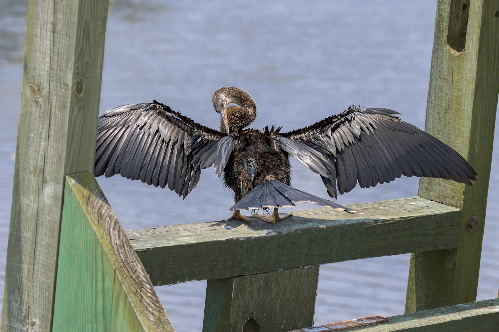 Anhinga 24, Huntington Beach SC, Huntington Beach SC