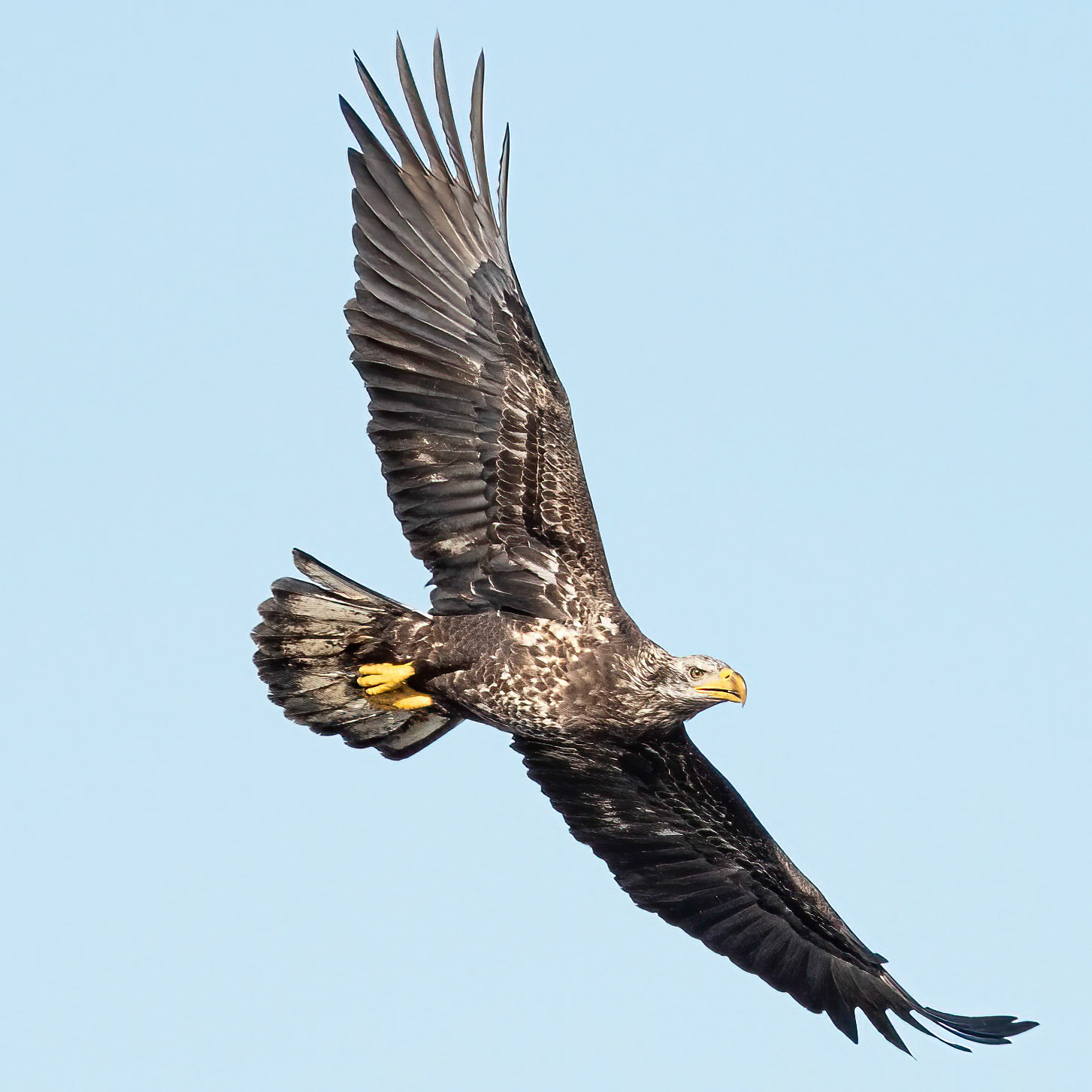 Bald eagle 9, Immature, Huntington Beach SC