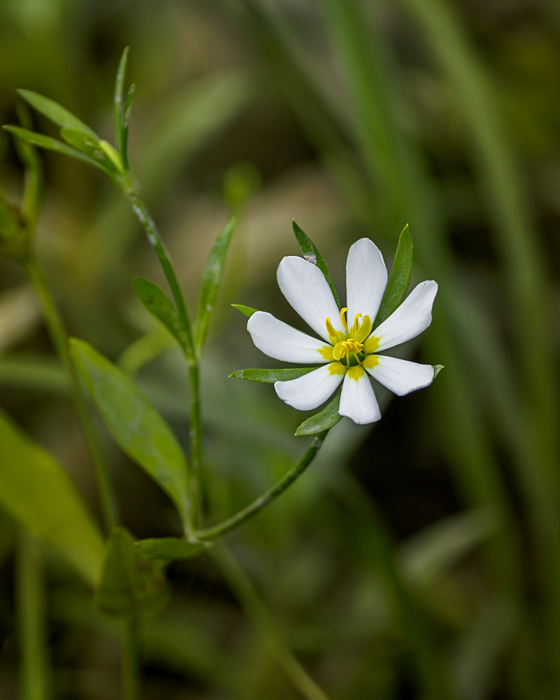 Coastal rose gentian 2, Greater Green Swamp Area
