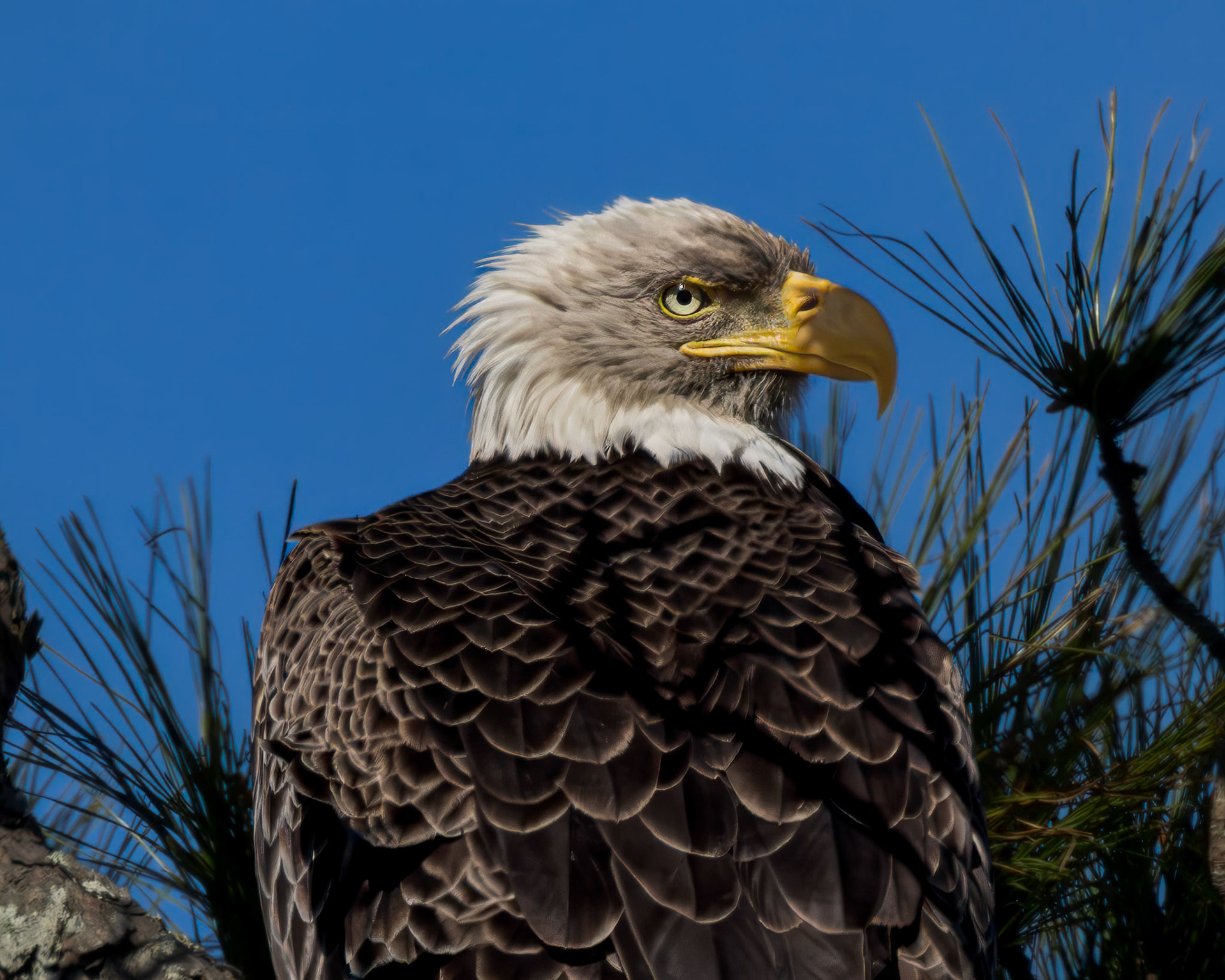 Bald eagle 50, Alligator River NWR