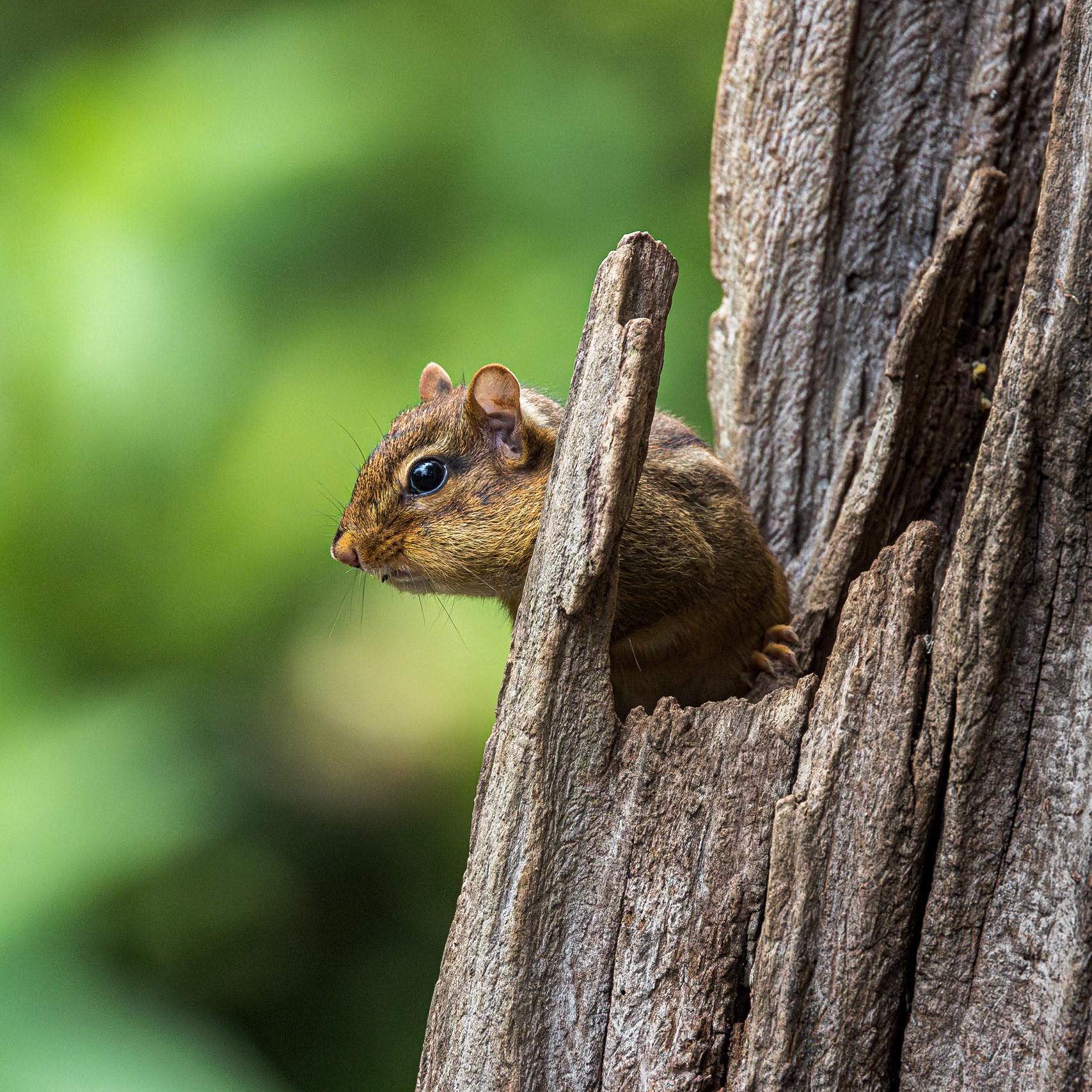 Chipmunk 3, The Nut House, Clemson, SC