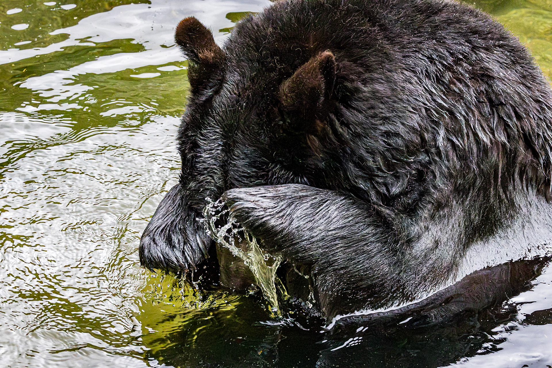 Black bear 8, Grandfather Mountain, NC