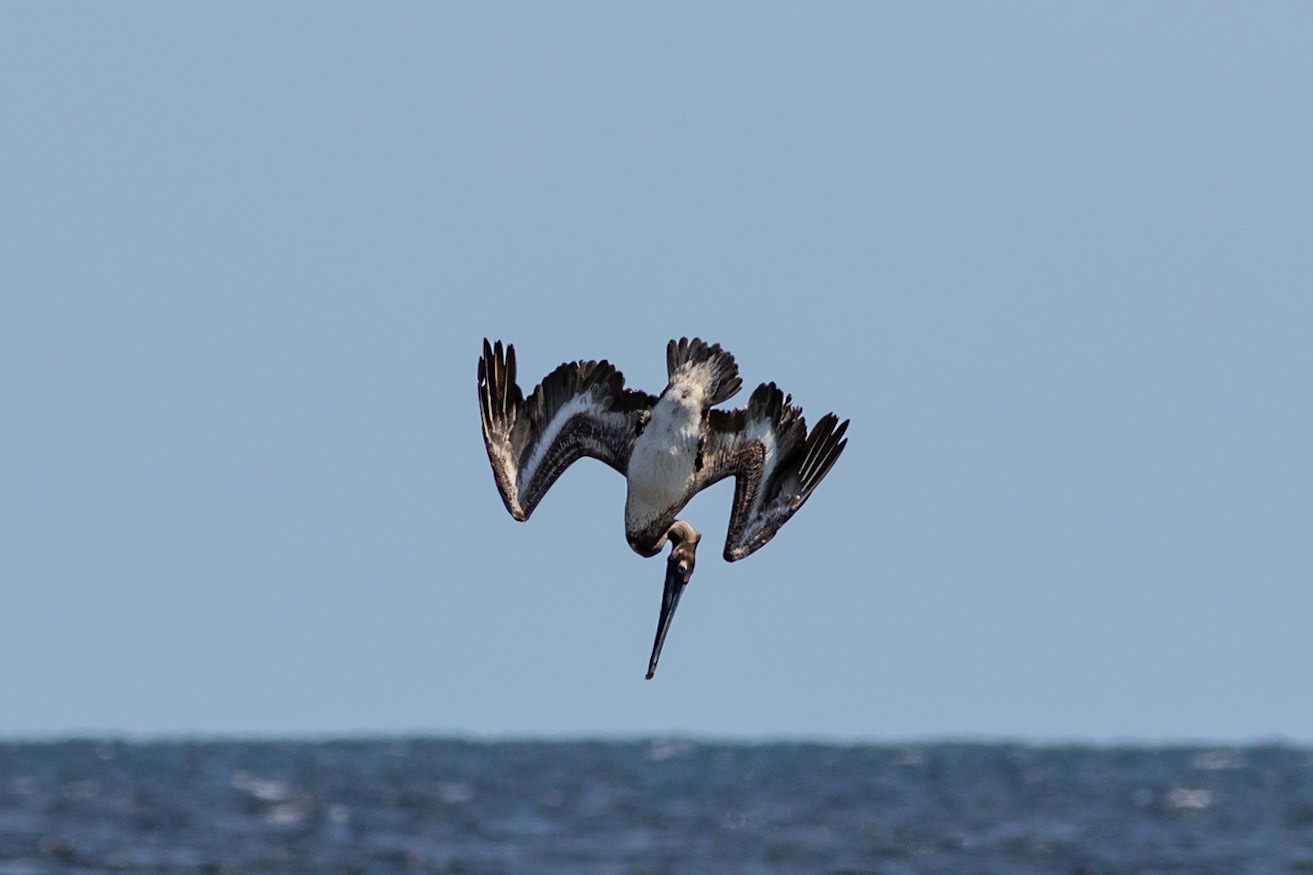 Pelicans Diving 19, OIB