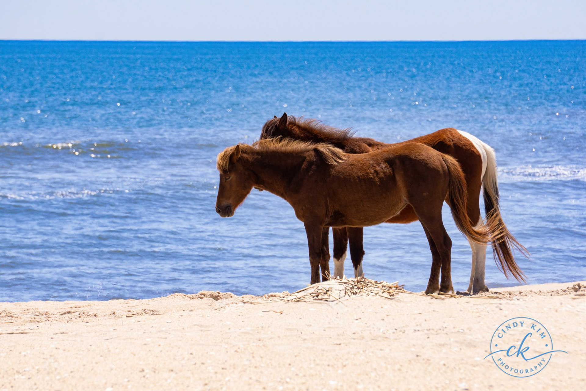Assateague Wild Horses by Atlantic Ocean Beach
