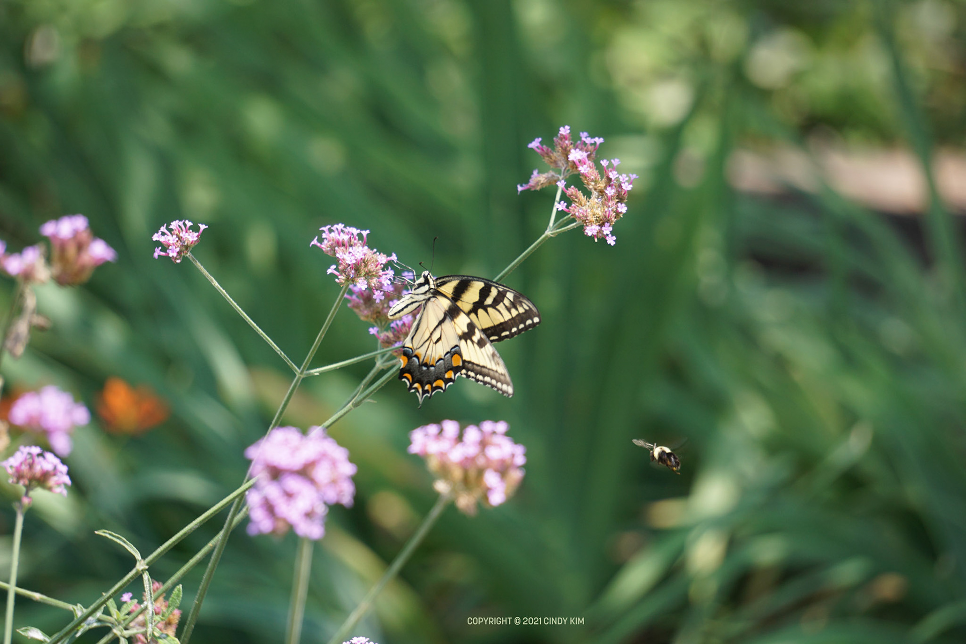 Flutter and Flight