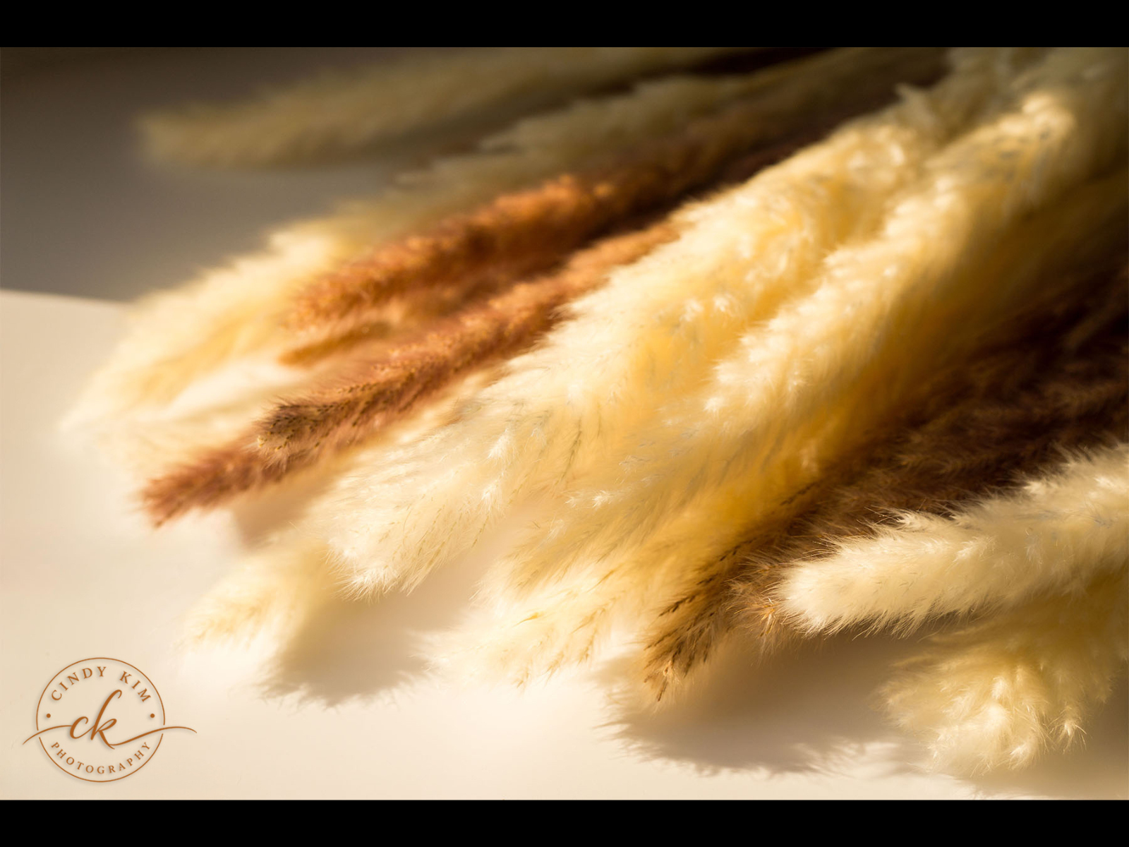 Fluffy Pampas