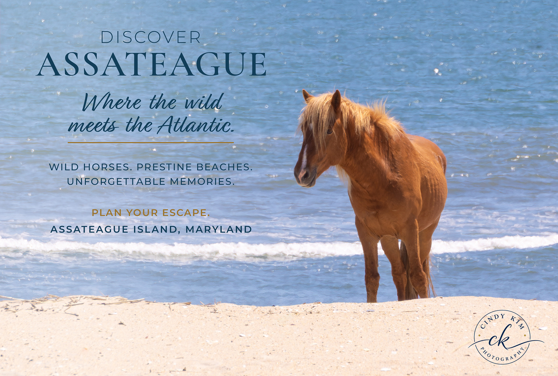 Assateague Coastal Horse Wildlife Photography (Photography + Promotional Layout add-on)