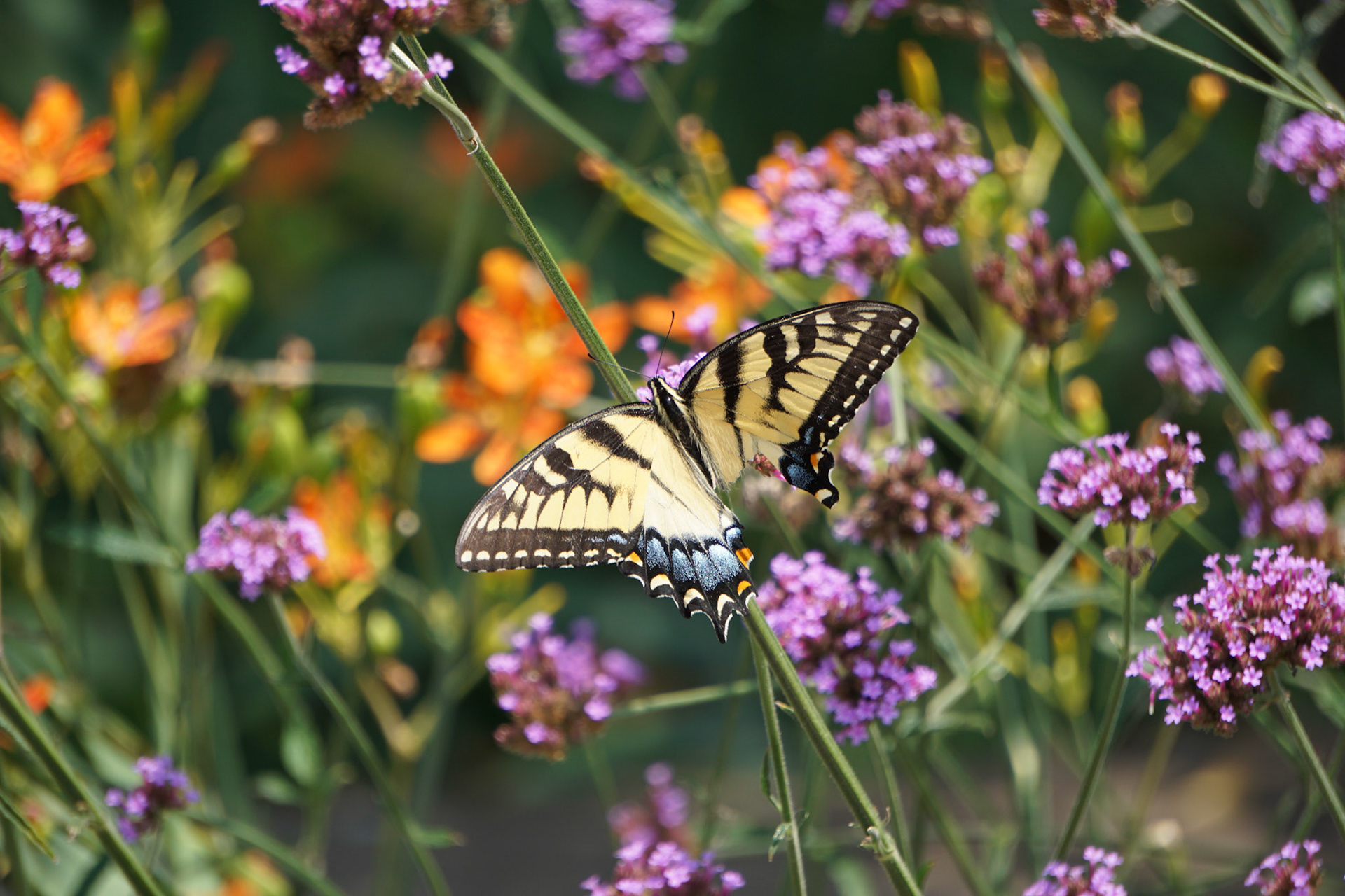 Eastern Tiger Swallowtail Among the Summer Blooms