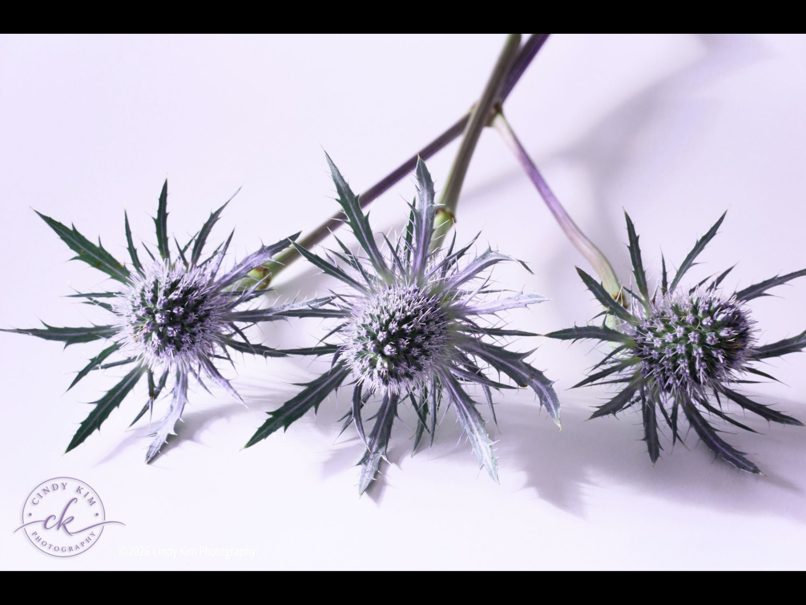 Sea Holly