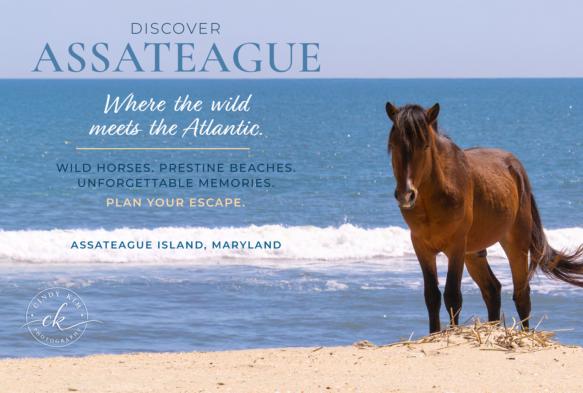 Assateague Coastal Horse Wildlife Photography (Photography + Promotional Ad Layout add-on)