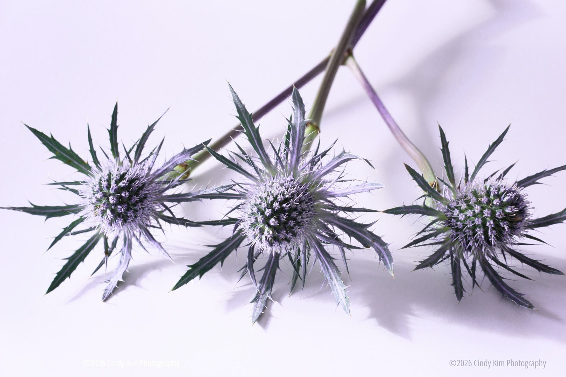 SeaHolly Closeup