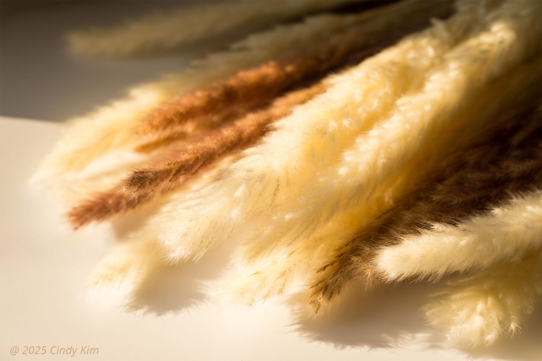Fluffy Pampas