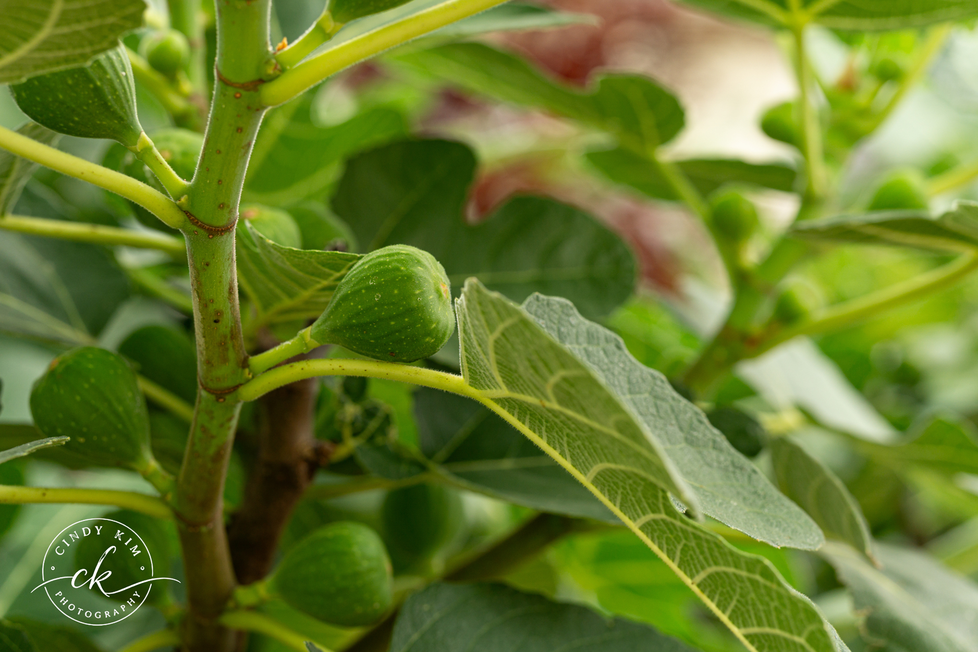 Close-up of Unripe Green Fig on Fig Tree