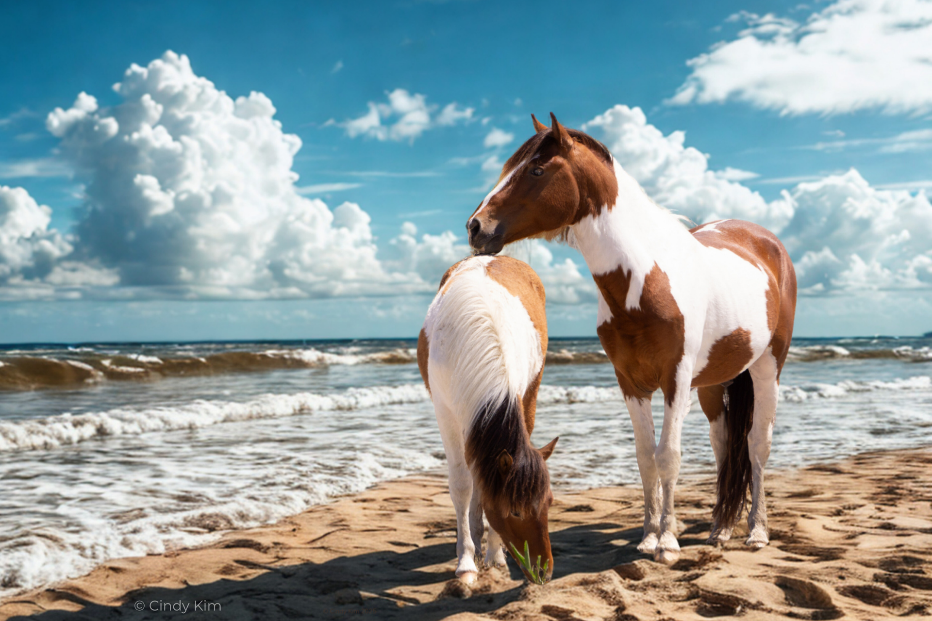 Wild Horses of Assateague 