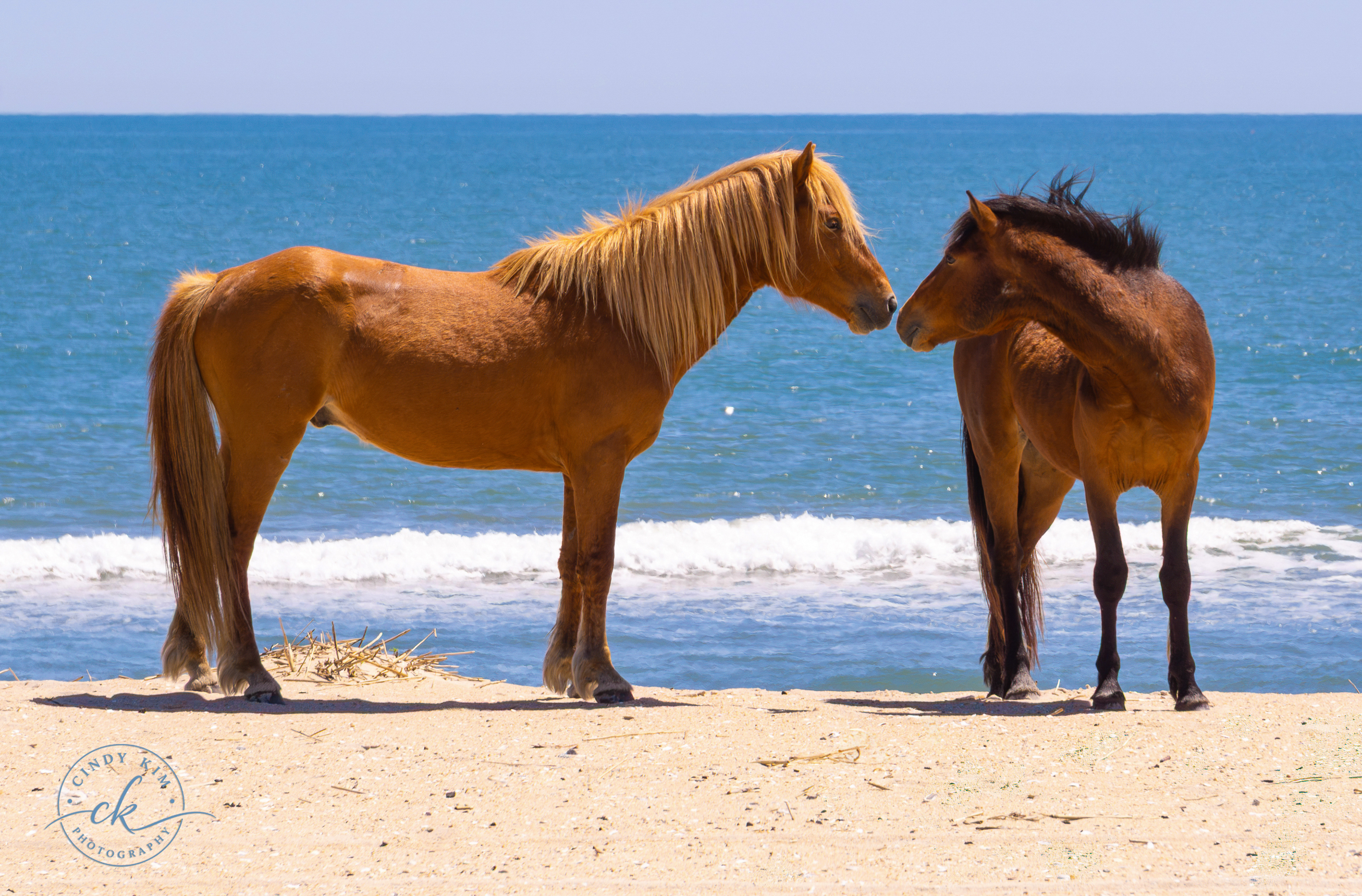 Wild Horses Sharing A Tender Moment on Assateague Beach