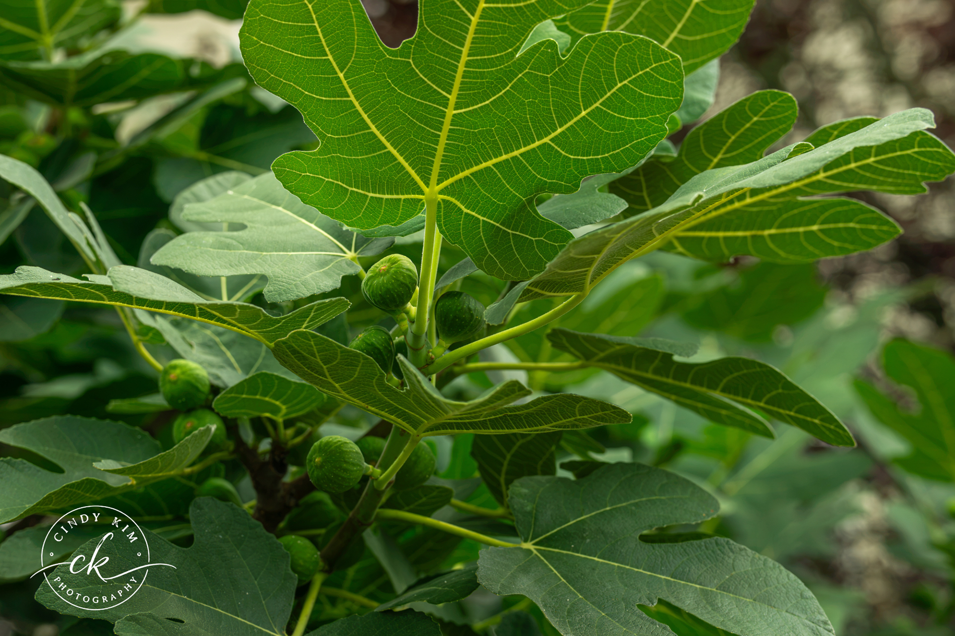 Unripe Green Figs on Fig Tree Branch