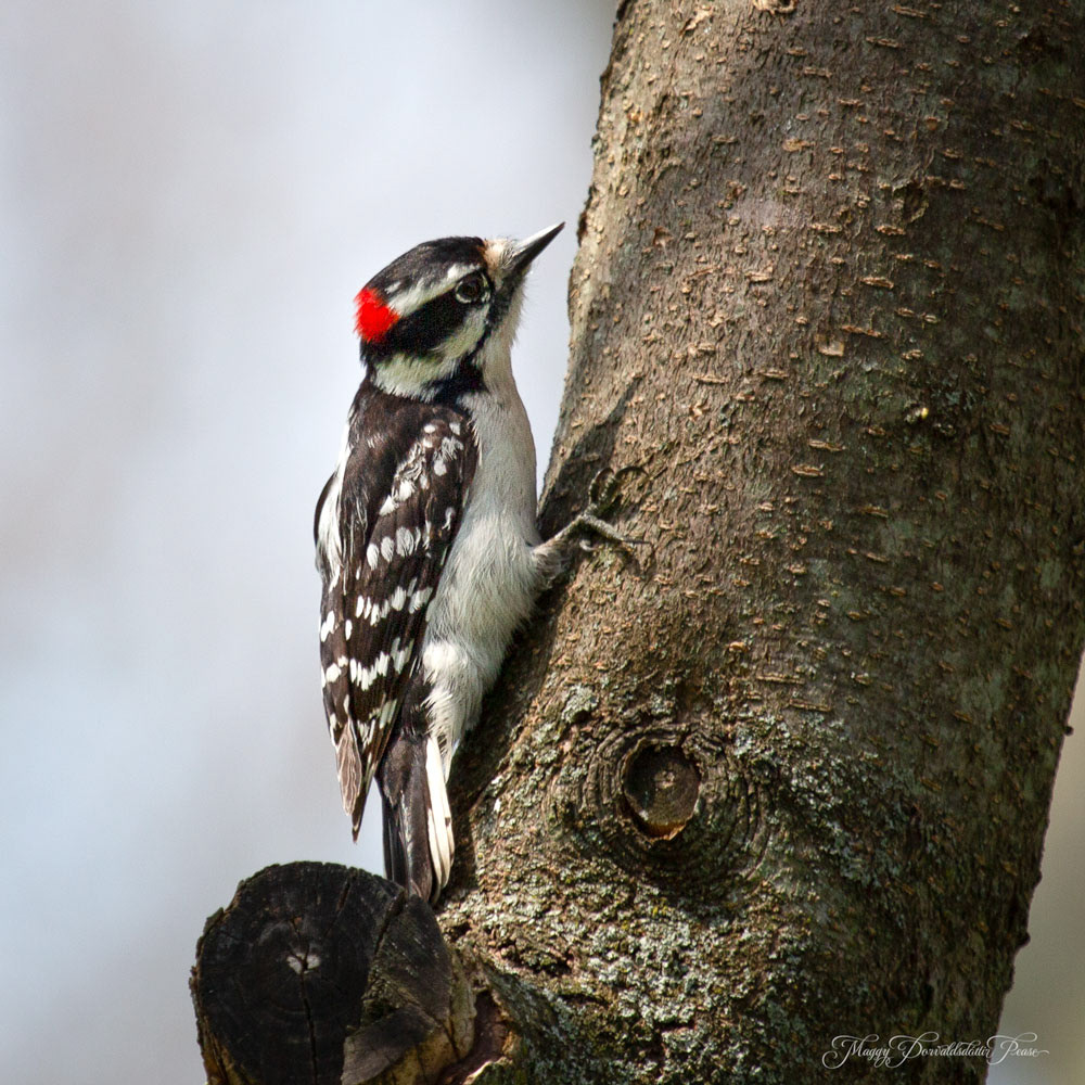 Woodpecker