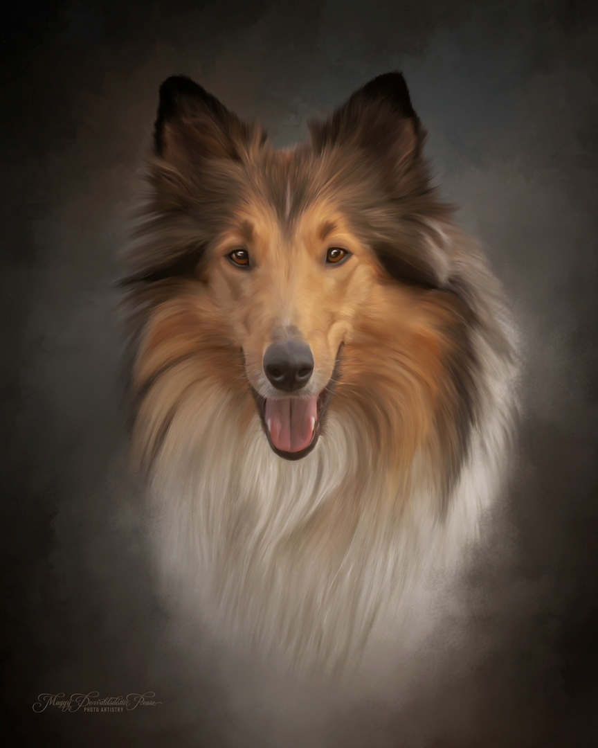Rough Collie