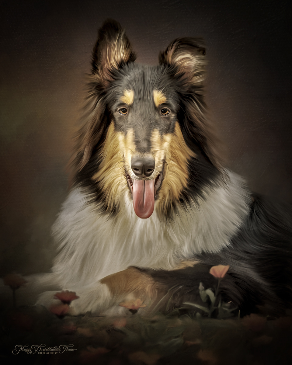 Collie