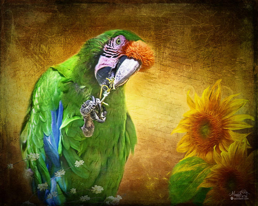 Macaw