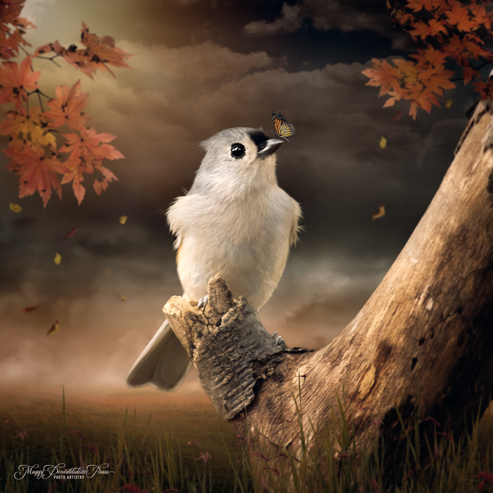 Titmouse and the Butterfly