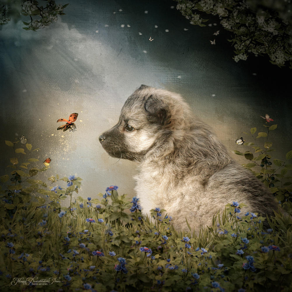 Nella, Icelandic Sheepdog