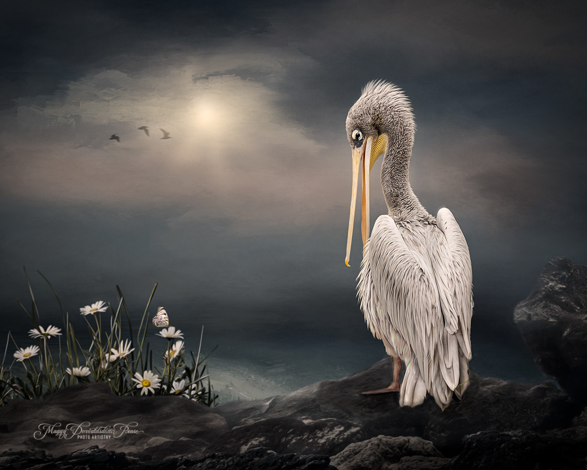 Echoes of the Shoreline