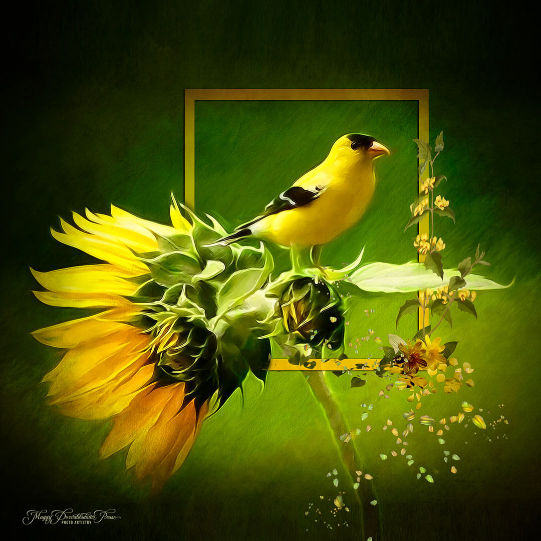 Goldfinch