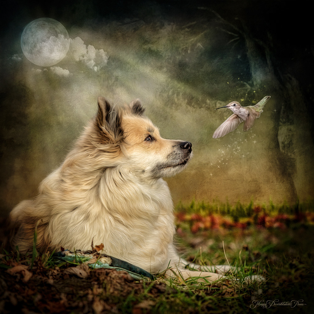 Icelandic Sheepdog Nella