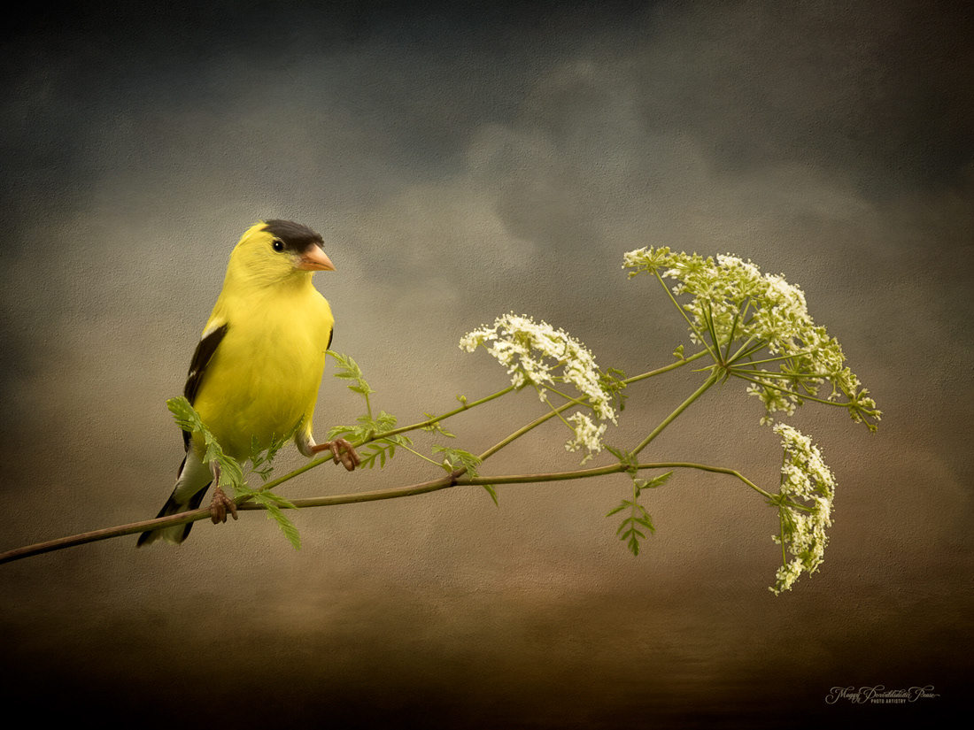 Gold Whispers of the Wild Carrot