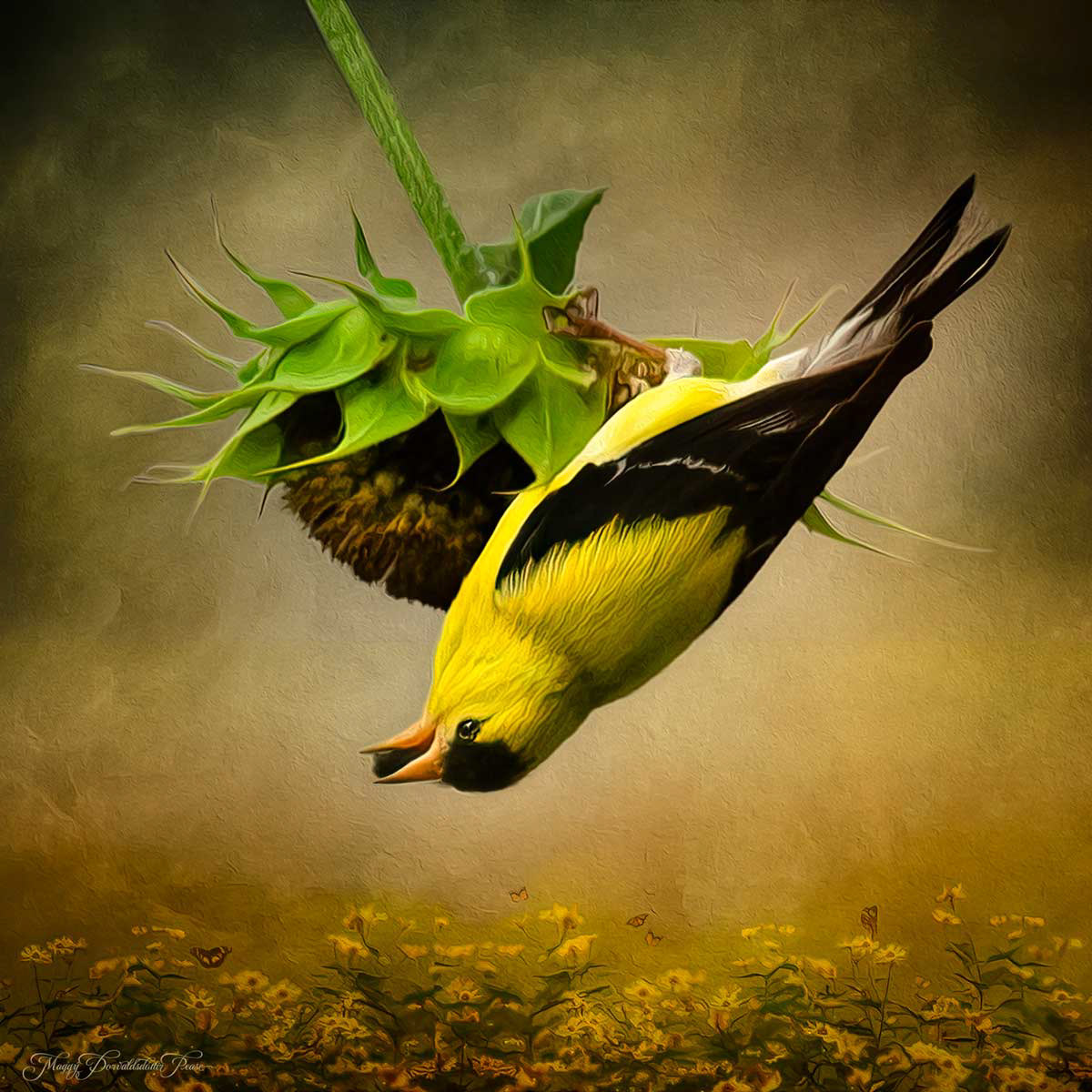 Goldfinch