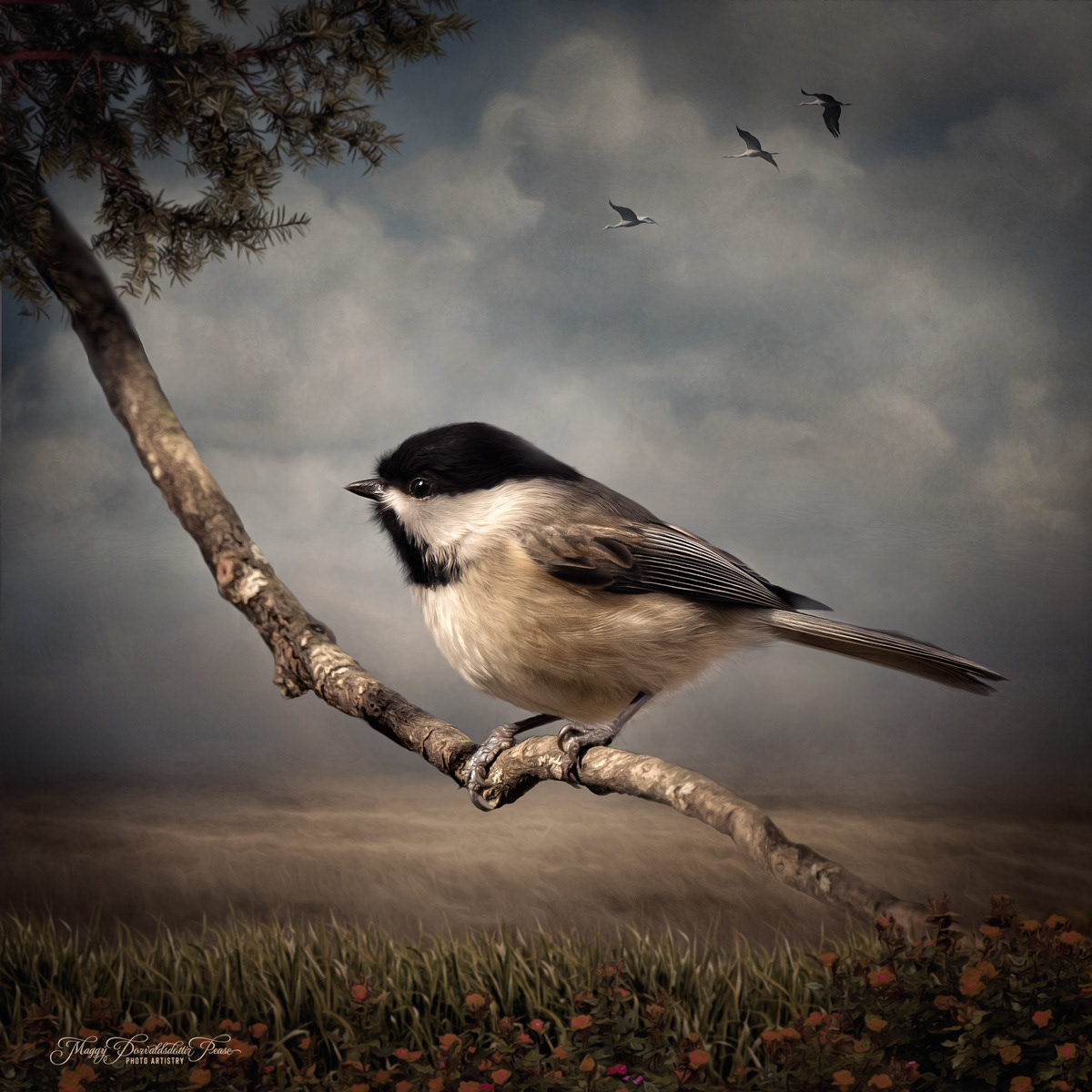 Black Chapped Chickadee