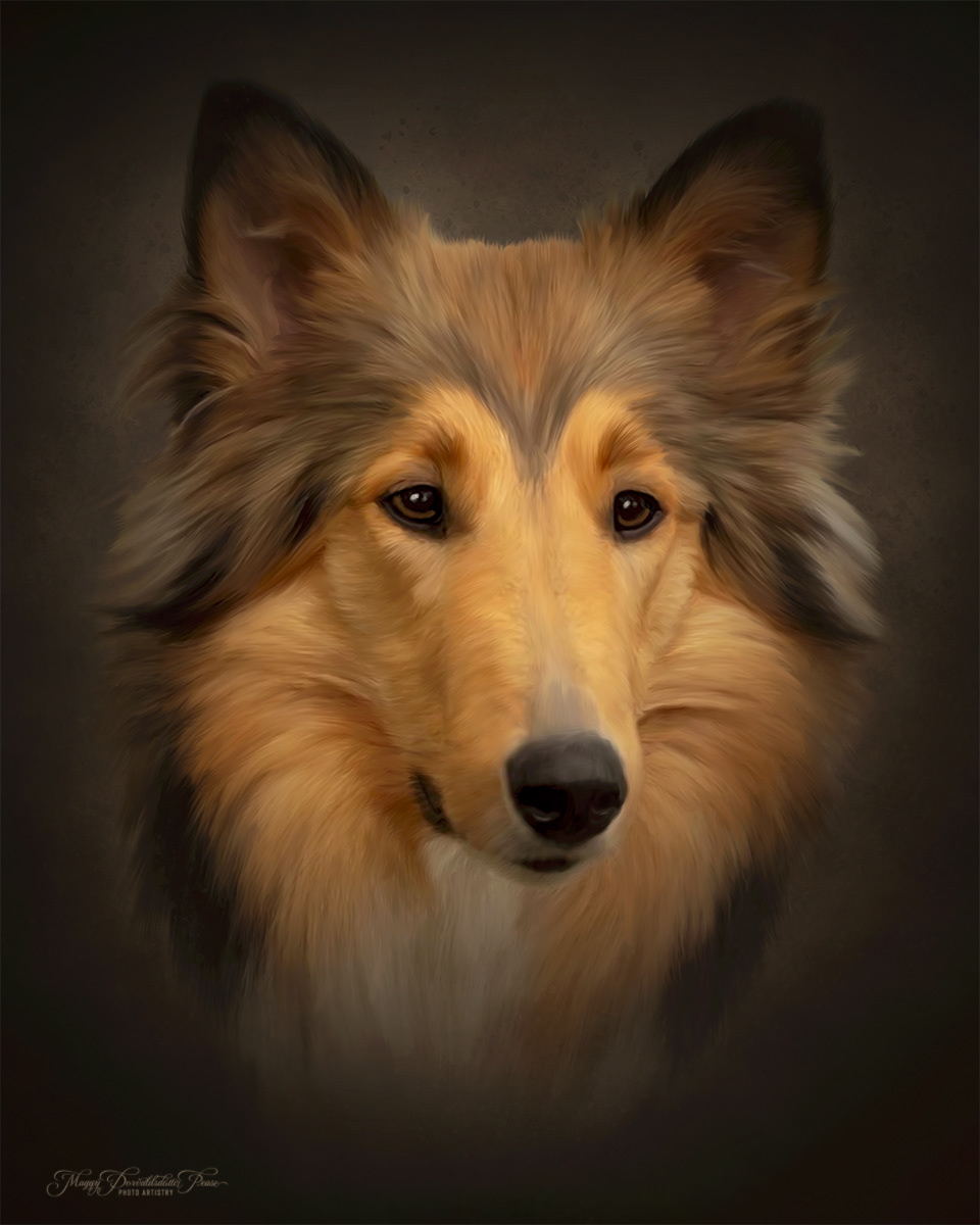 Collie