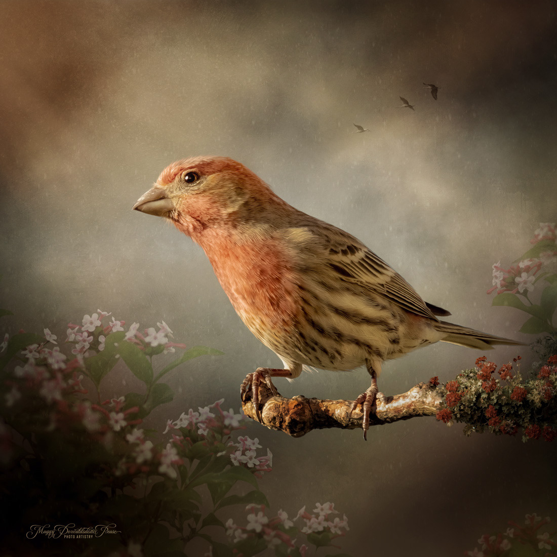 House Finch