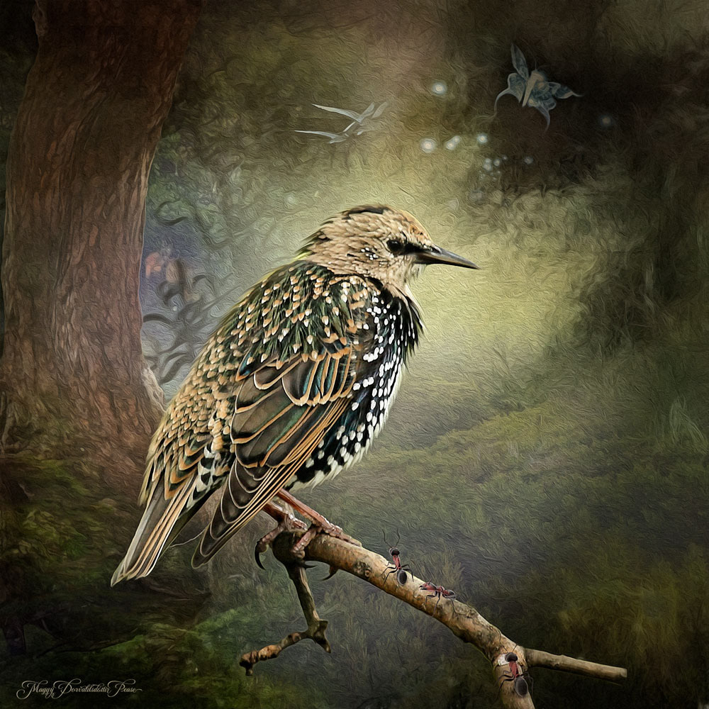 Starling