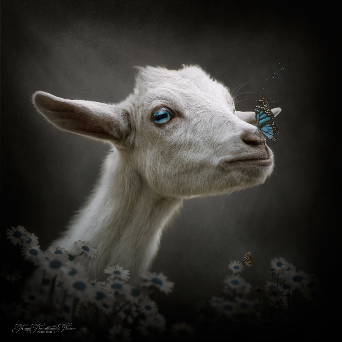 Bella Blue Eyes